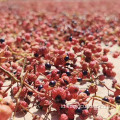 Produk Herbal Rempah -rempah Grosir Pricklyash Merah Berkualitas Tinggi
